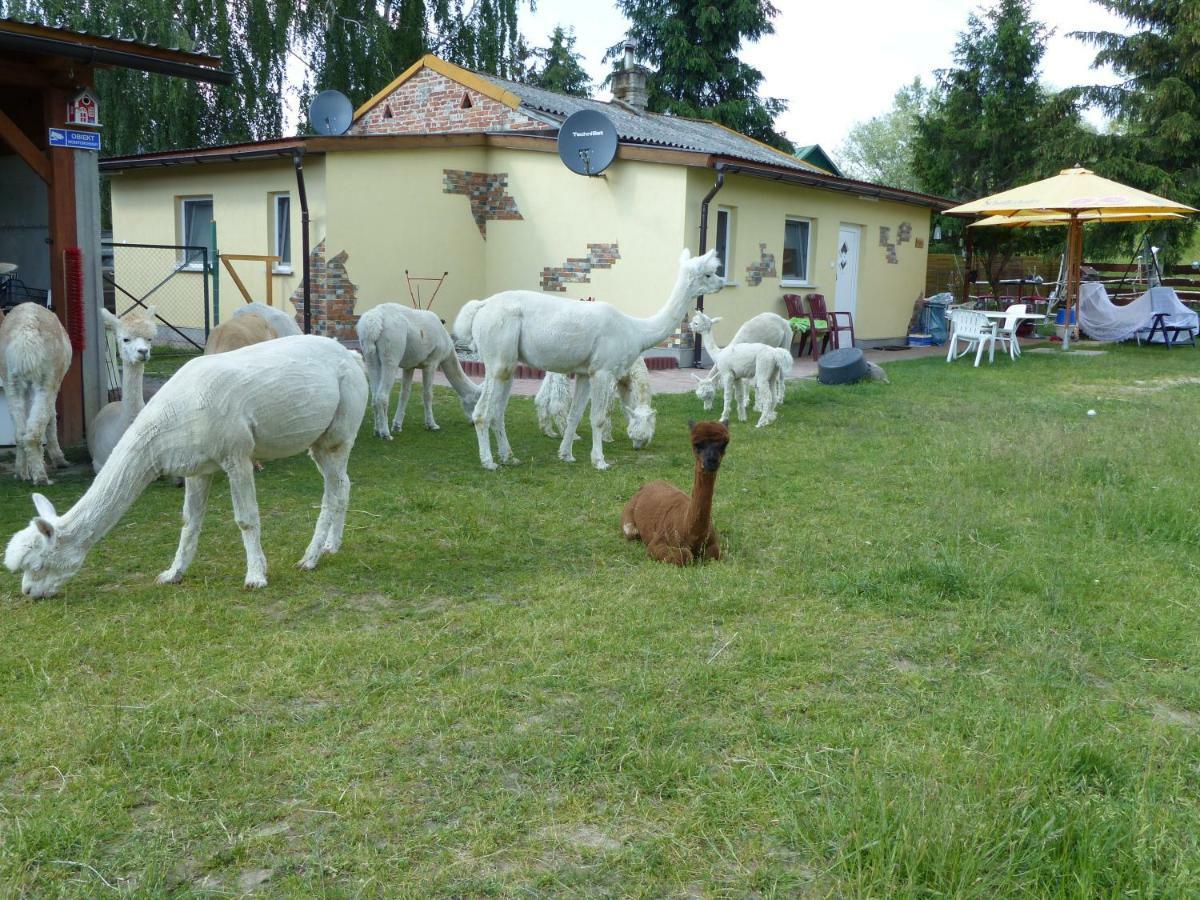 Alpaka-Ranczo Aff Villa Pulawy Bagian luar foto